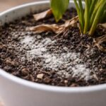 Biały nalot na ziemi w doniczce