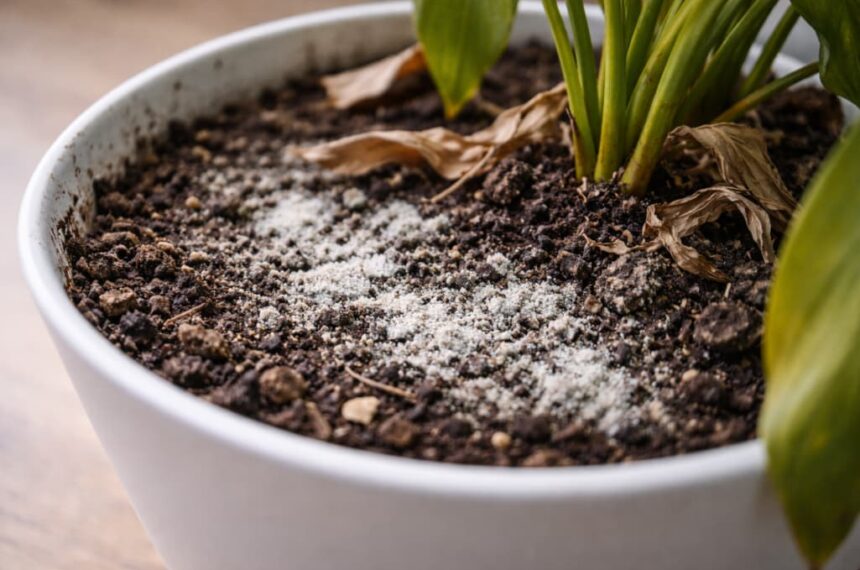 Biały nalot na ziemi w doniczce