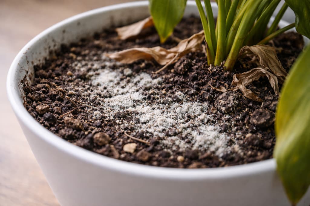 Biały nalot na ziemi w doniczce