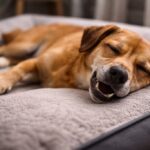 Pies warczy przez sen